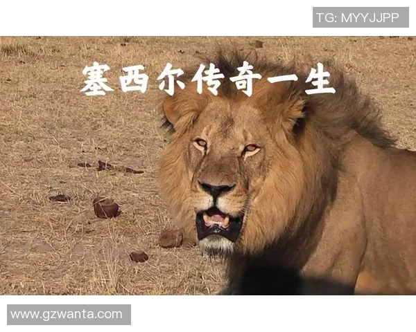 足球狮子标的传奇故事与全球影响力探讨